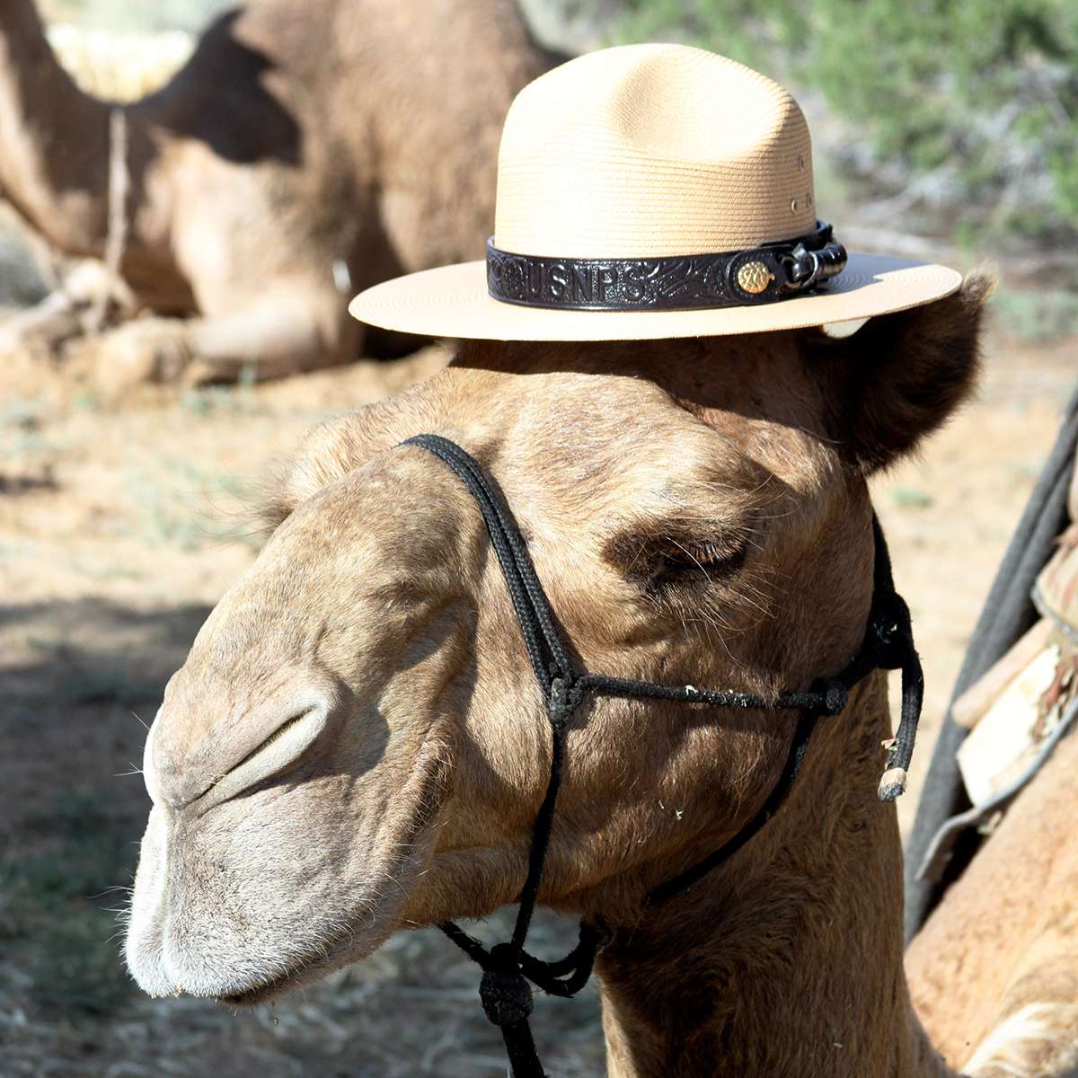 Seated camel wearing Ranger hat